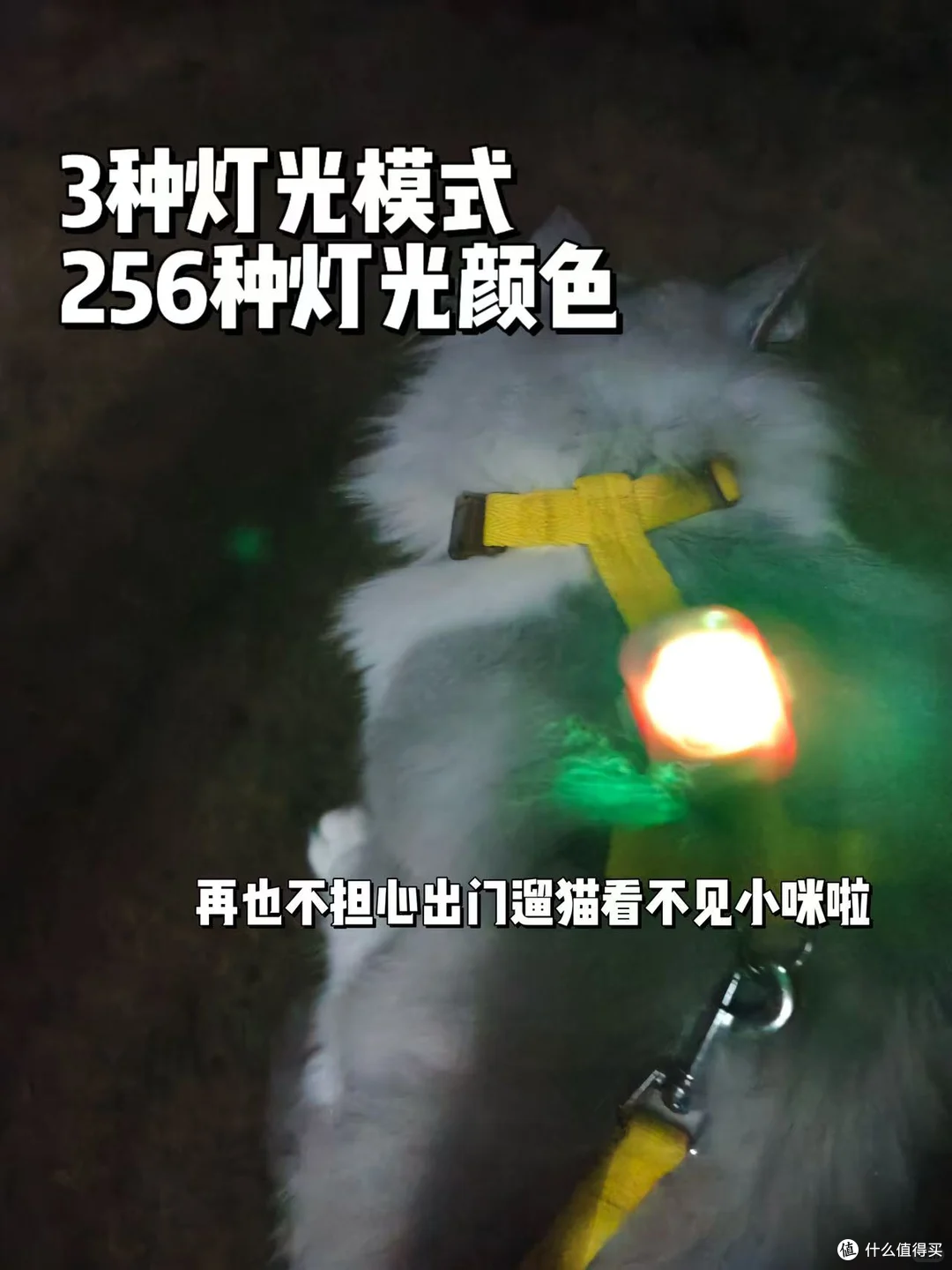 夜晚遛猫必备,行走的小夜灯