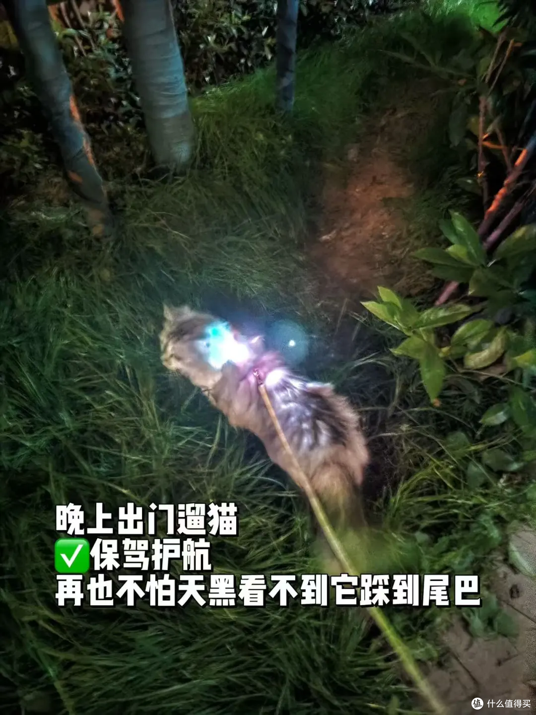 夜晚遛猫必备,行走的小夜灯