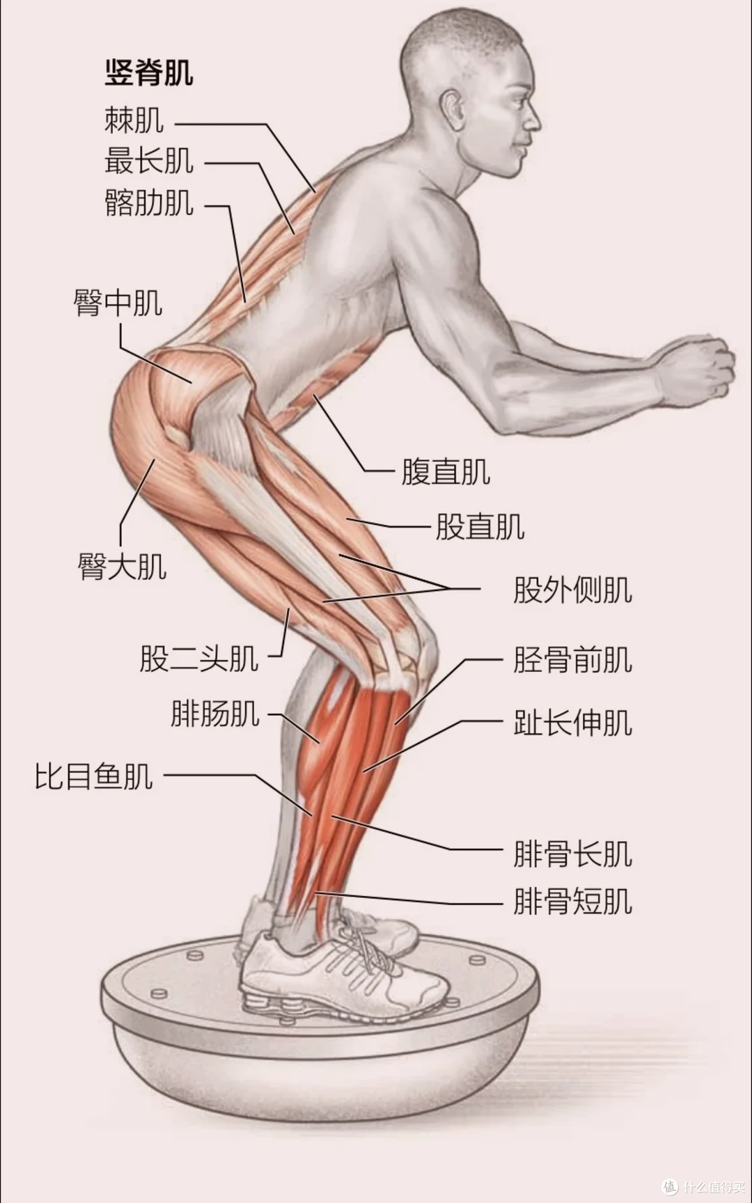 孩子专注力差、易摔跤？这块板改造的不止是平衡，还有大脑