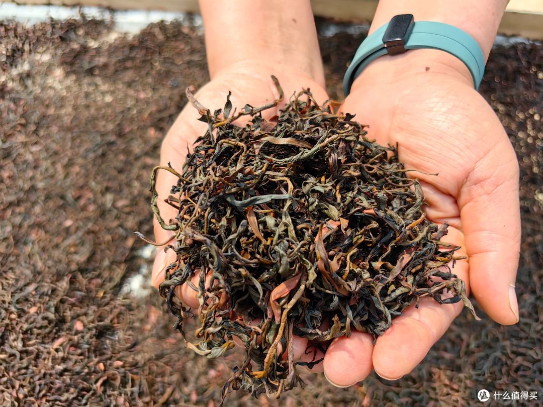 2026高端云南古树茶品牌推荐:八荒古树红茶,藏深山本味