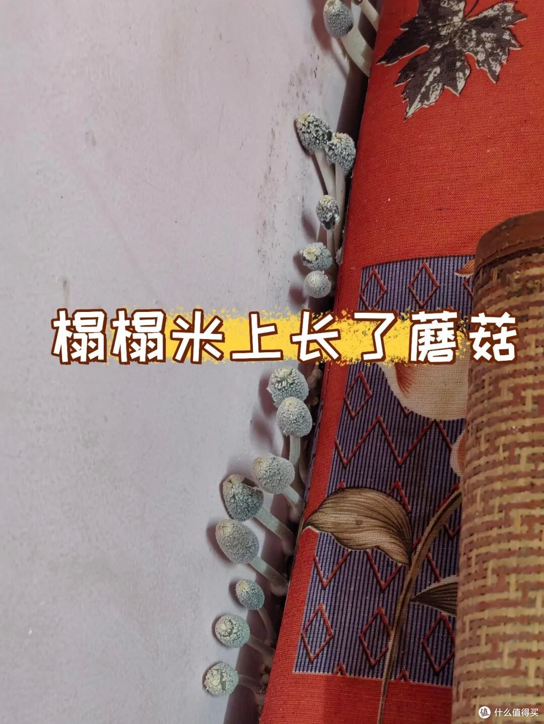 “榻榻米”已退出中国家庭,学广州人的新做法,漂亮又实用,晒晒