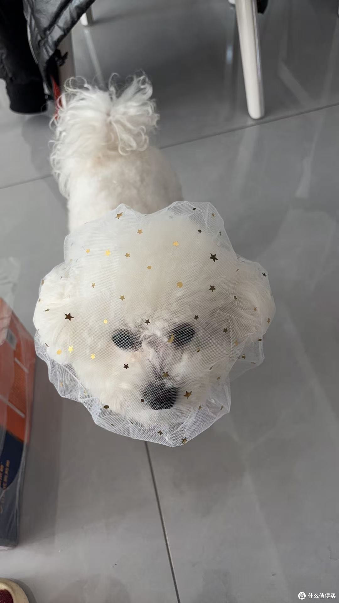 网纱小狗狗
