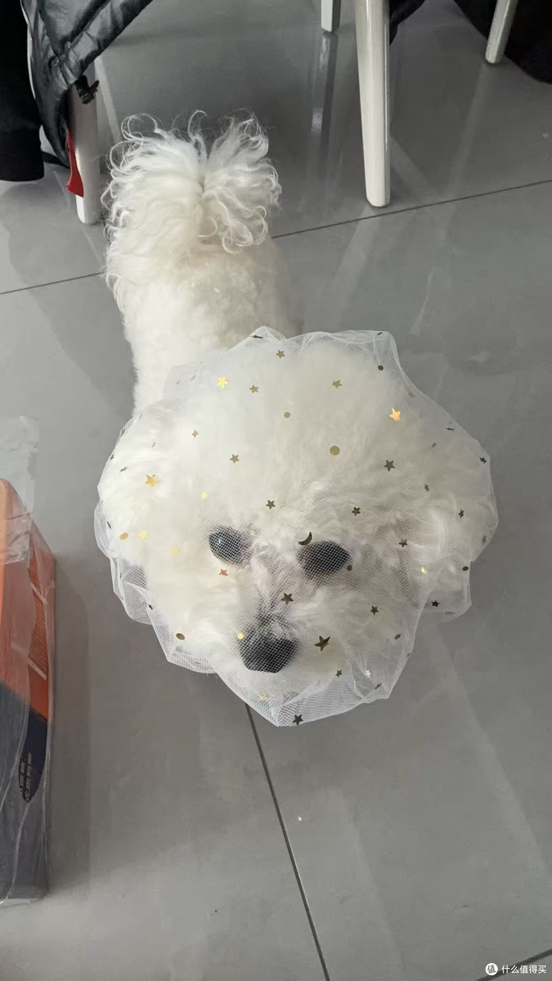 网纱小狗狗