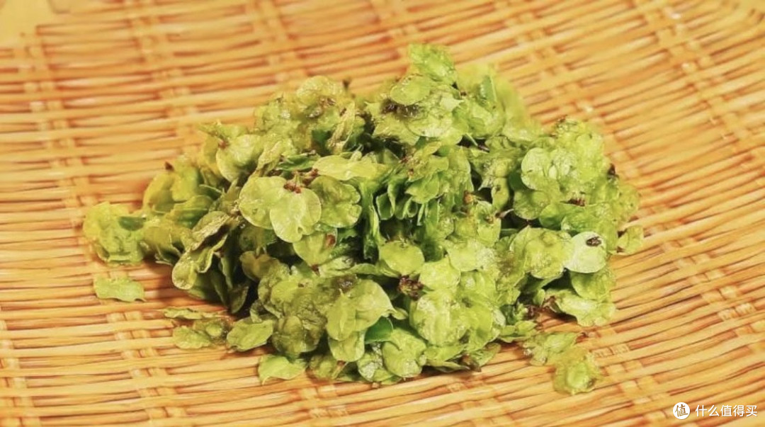 春天不可不吃的“树菜”,长在树上,酷似铜钱,止咳化痰助睡眠!