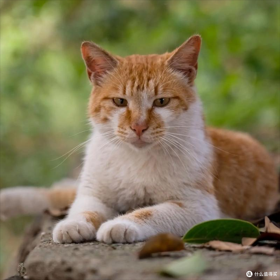 关爱流浪猫!高性价比救助猫粮红榜推荐!