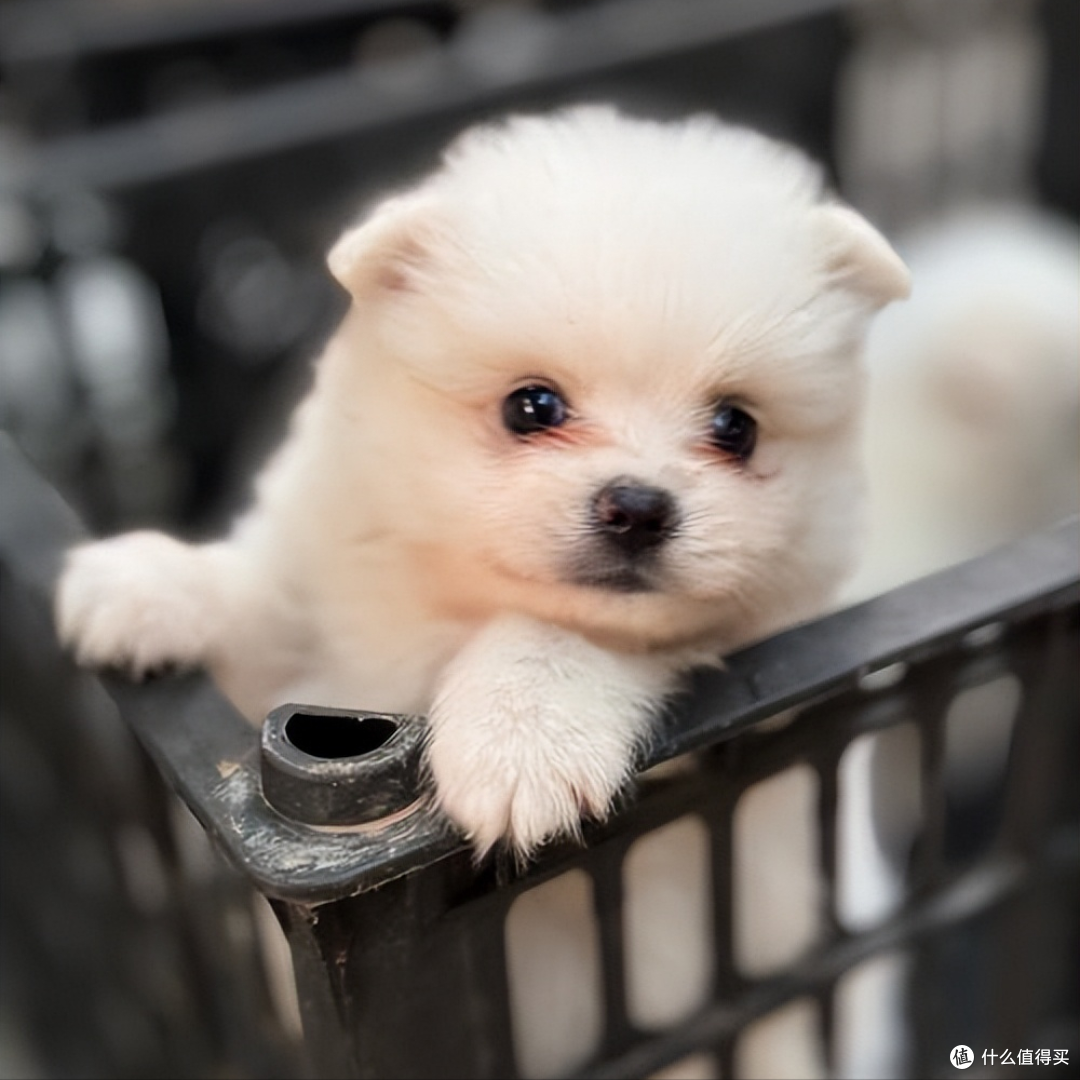 狗狗泌尿不好?吃什么狗粮能保护泌尿系统?