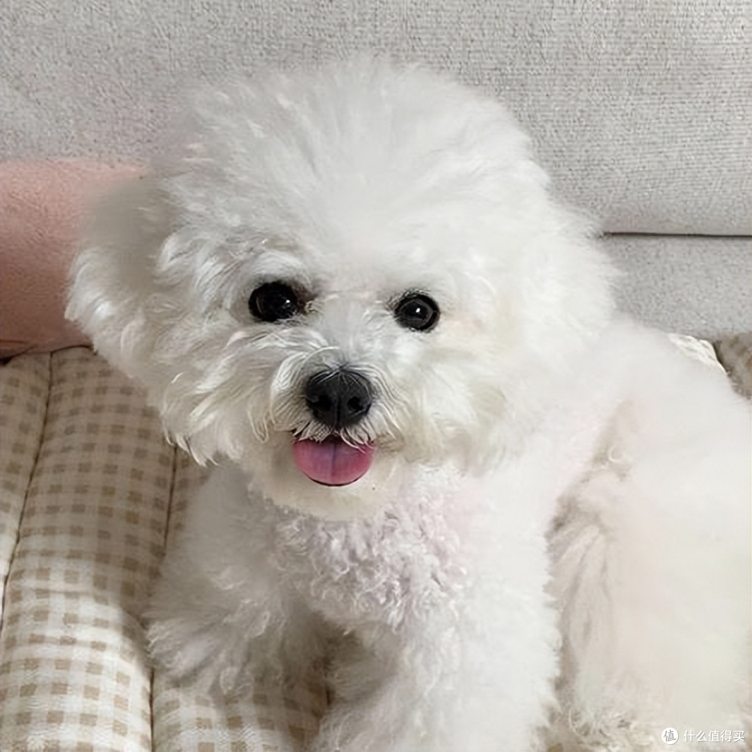 狗狗泌尿不好?吃什么狗粮能保护泌尿系统?