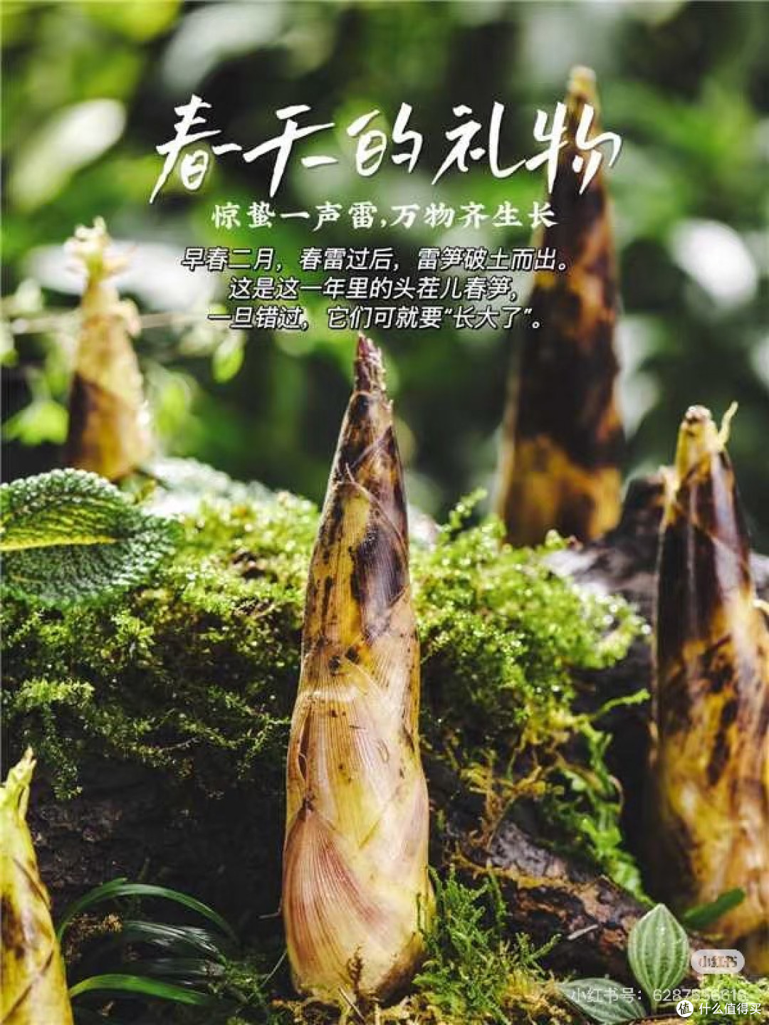 春味入馔,一口春笋尝鲜春