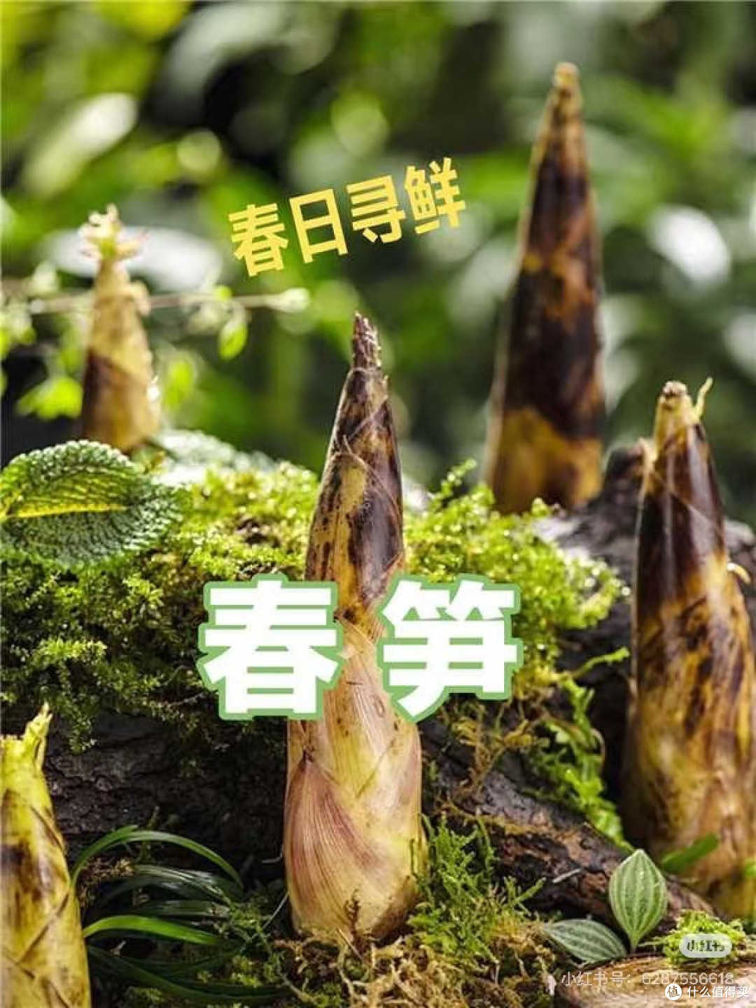 春味入馔,一口春笋尝鲜春