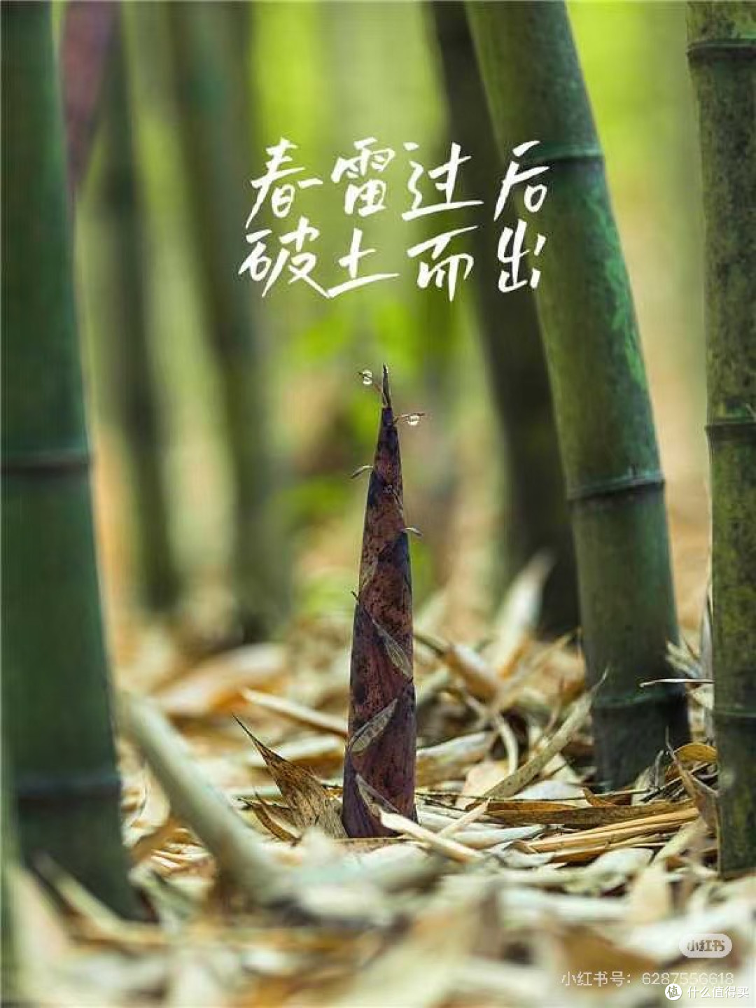 春味入馔,一口春笋尝鲜春