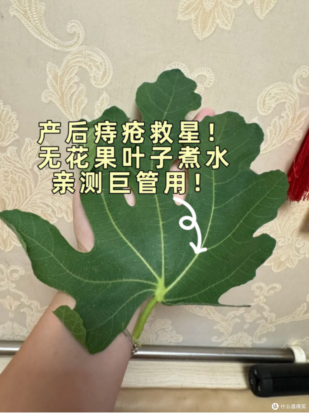 产后痔疮救星!无花果叶子煮水,亲测巨管用!