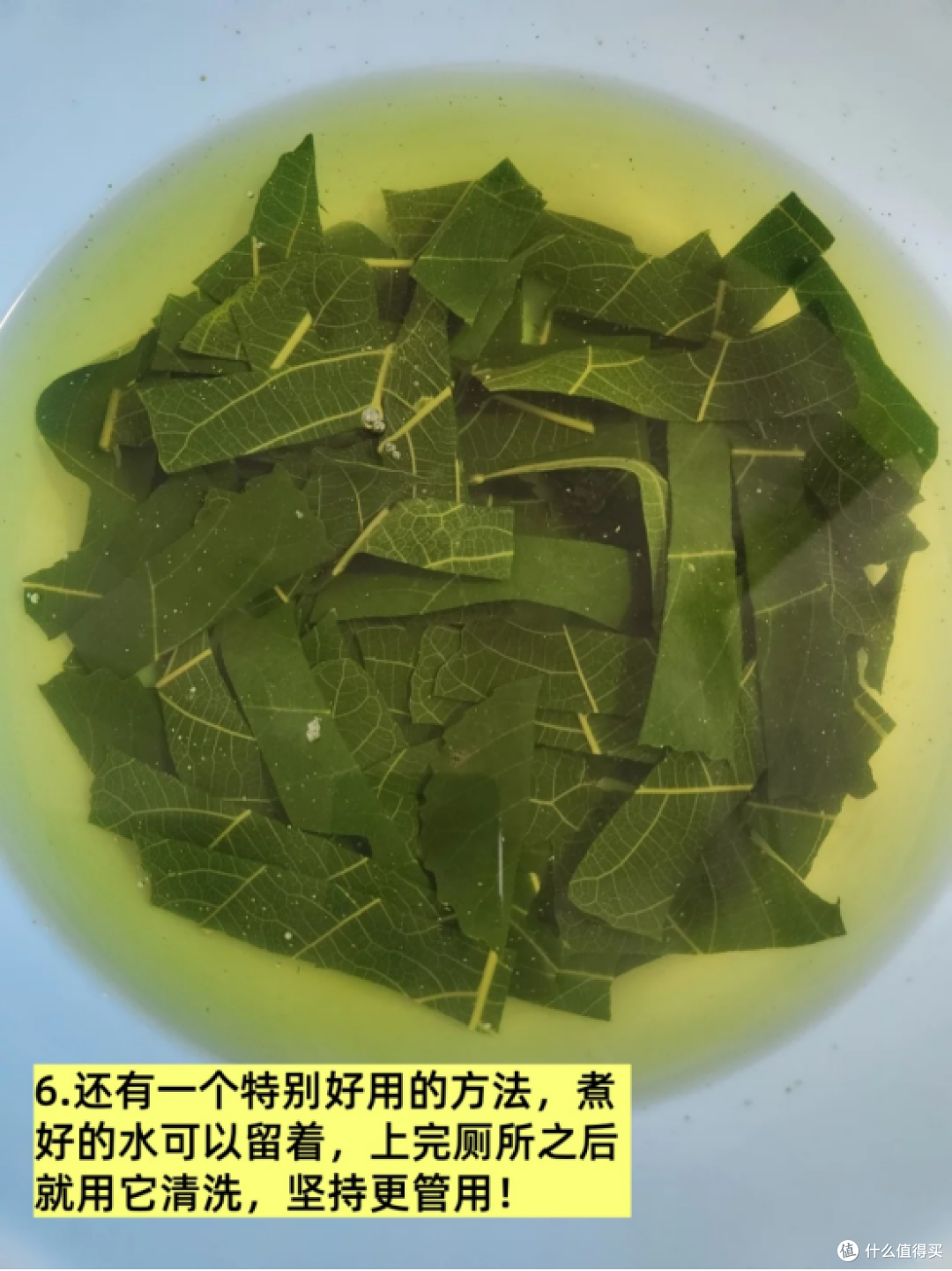 产后痔疮救星!无花果叶子煮水,亲测巨管用!