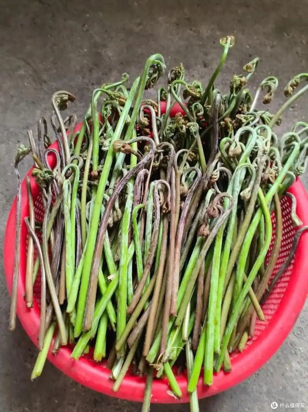 蕨菜有哪些吃法?看看和谁搭配最好吃?