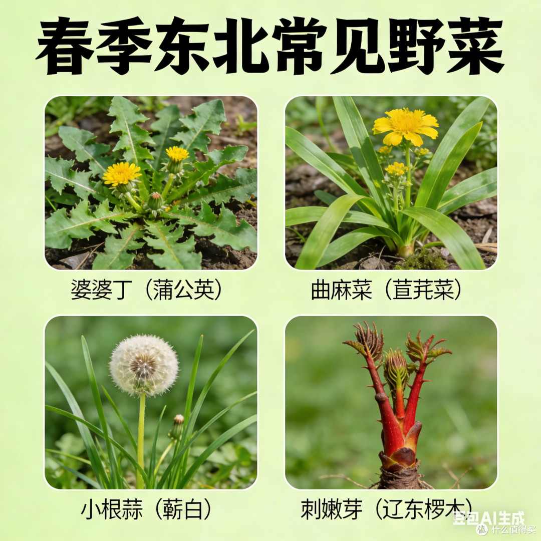春季东北野菜，你知道几种？