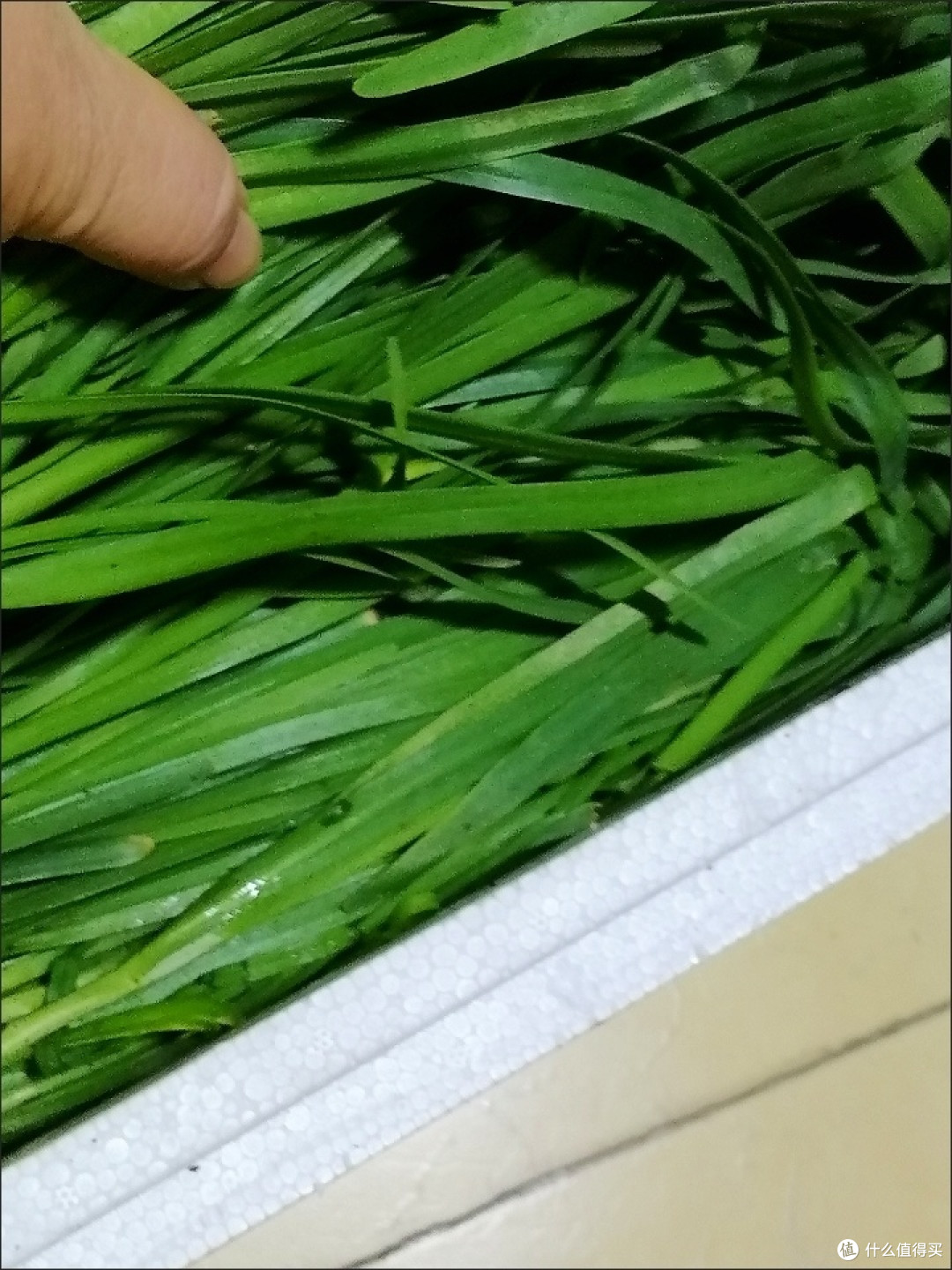 春日韭菜的三种家常做法