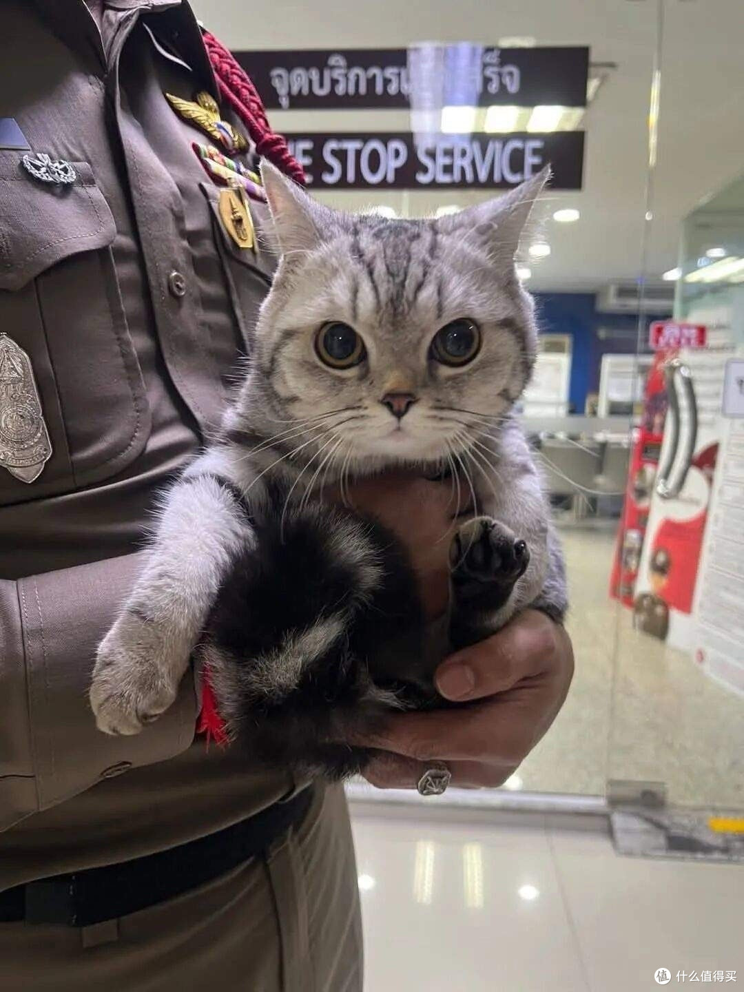 泰国一猫咪连环袭警被捕,入狱照全网疯传!