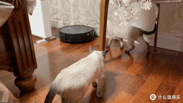双猫家庭地面灾难现场?科沃斯X12 PRO实测:猫砂、毛发、油污一站式解决!