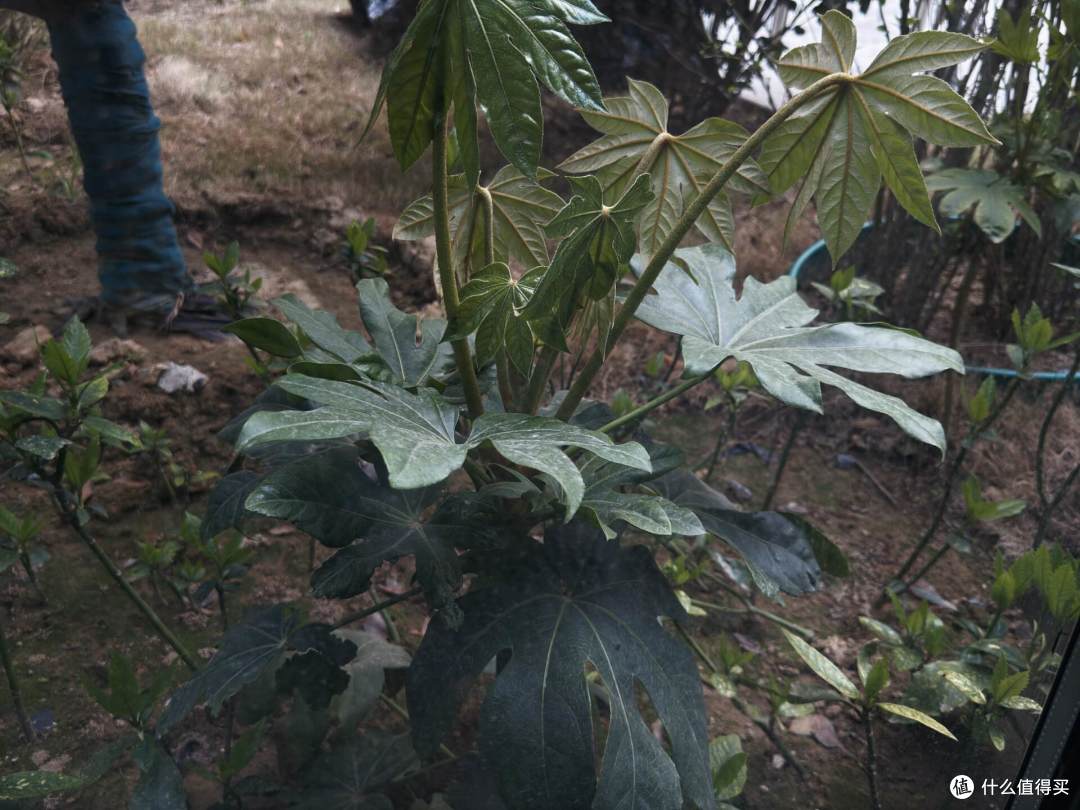 飓风相机再体验, Log+ProRAW+极致防抖 专业功能拉满但硬伤也有