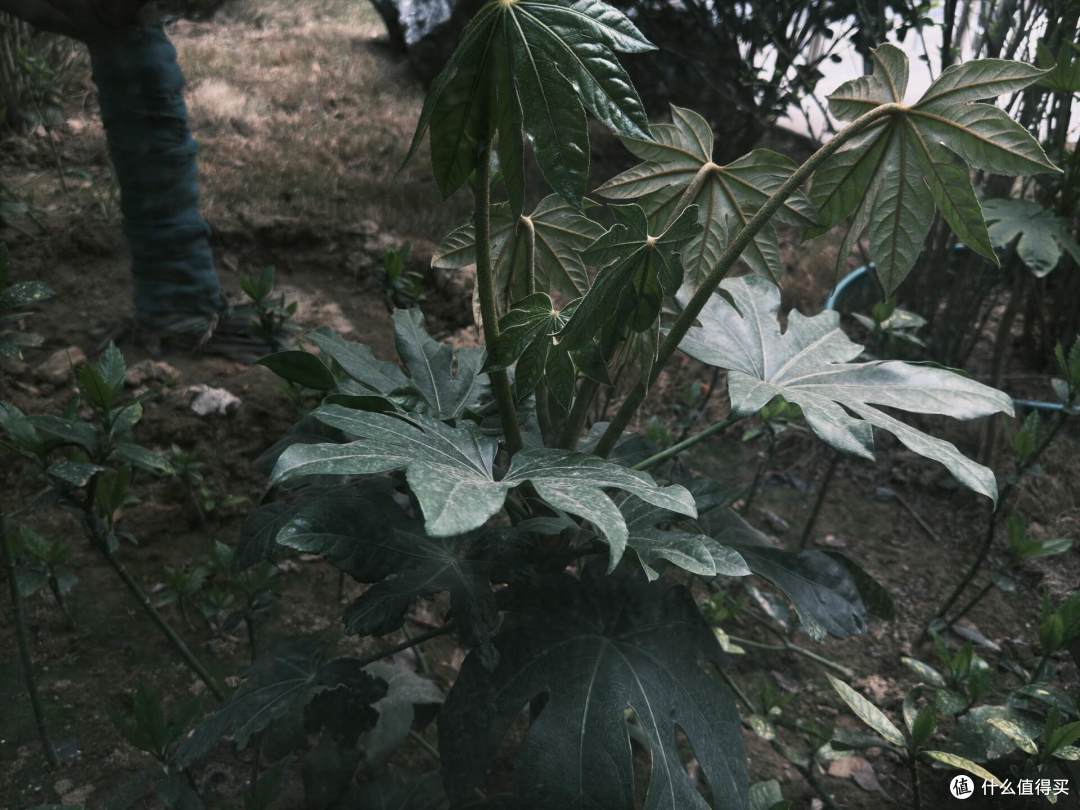 飓风相机再体验, Log+ProRAW+极致防抖 专业功能拉满但硬伤也有