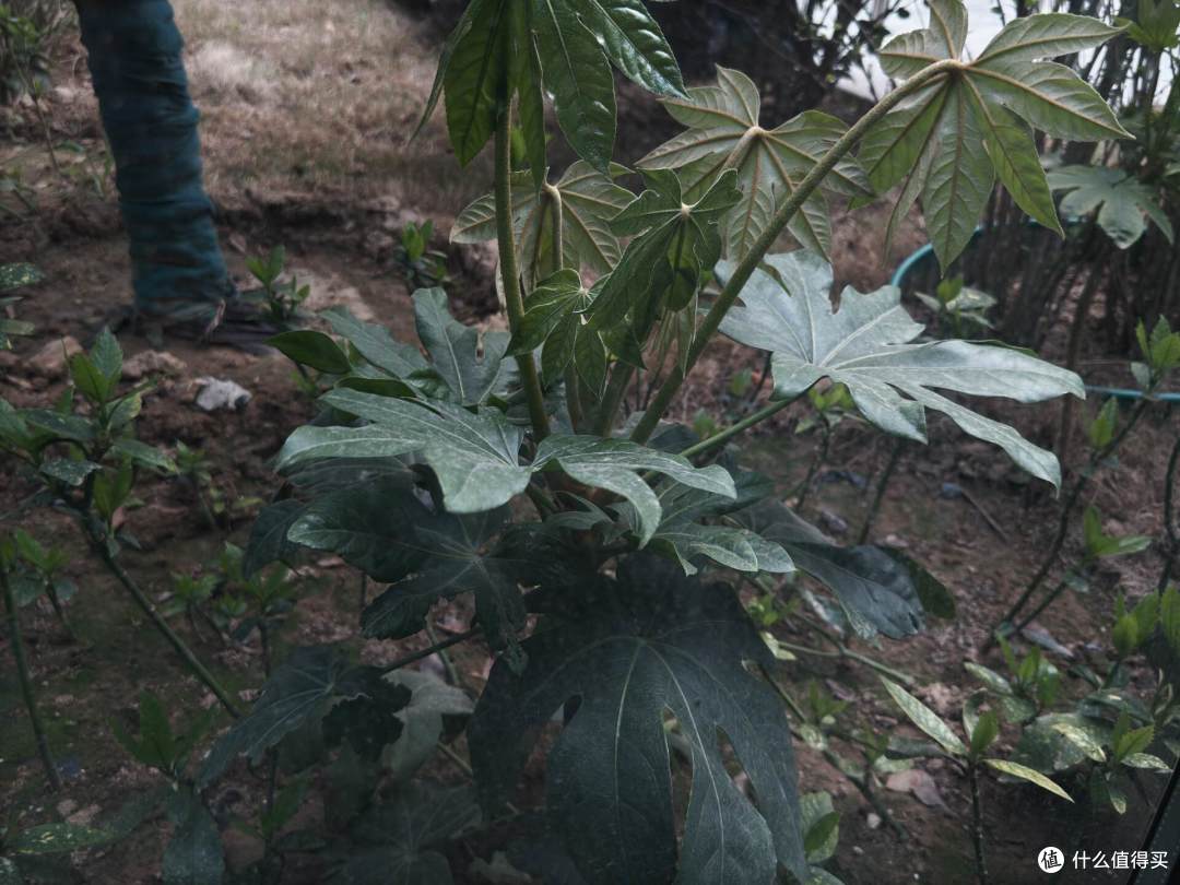 飓风相机再体验, Log+ProRAW+极致防抖 专业功能拉满但硬伤也有