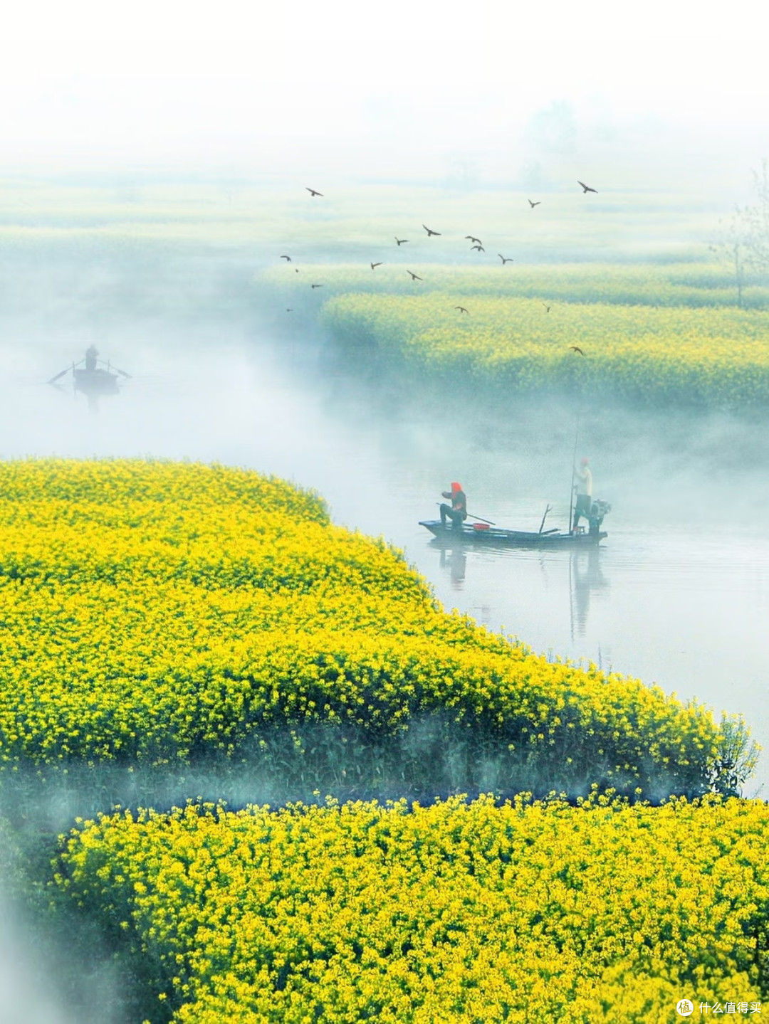 春日出游|清明兴化自驾,邂逅绝无仅有的水上花海