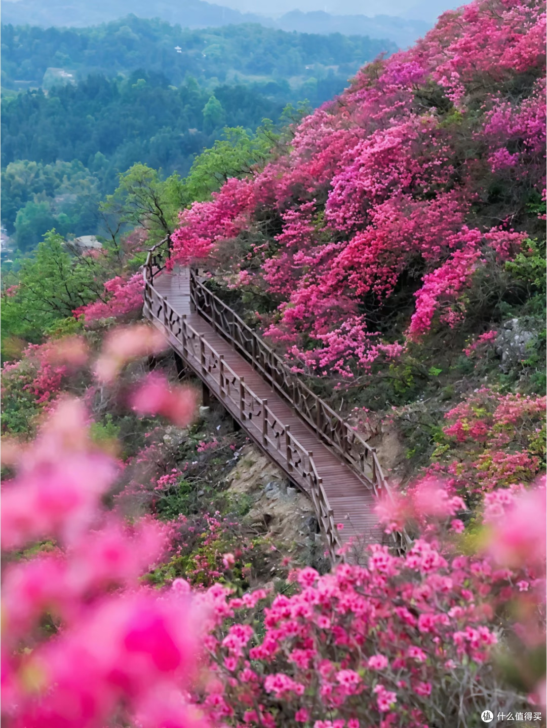 春日出游｜百里杜鹃，一眼沦陷的中国巨型花海