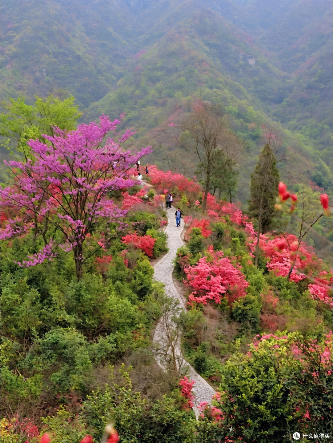春日出游｜百里杜鹃，一眼沦陷的中国巨型花海