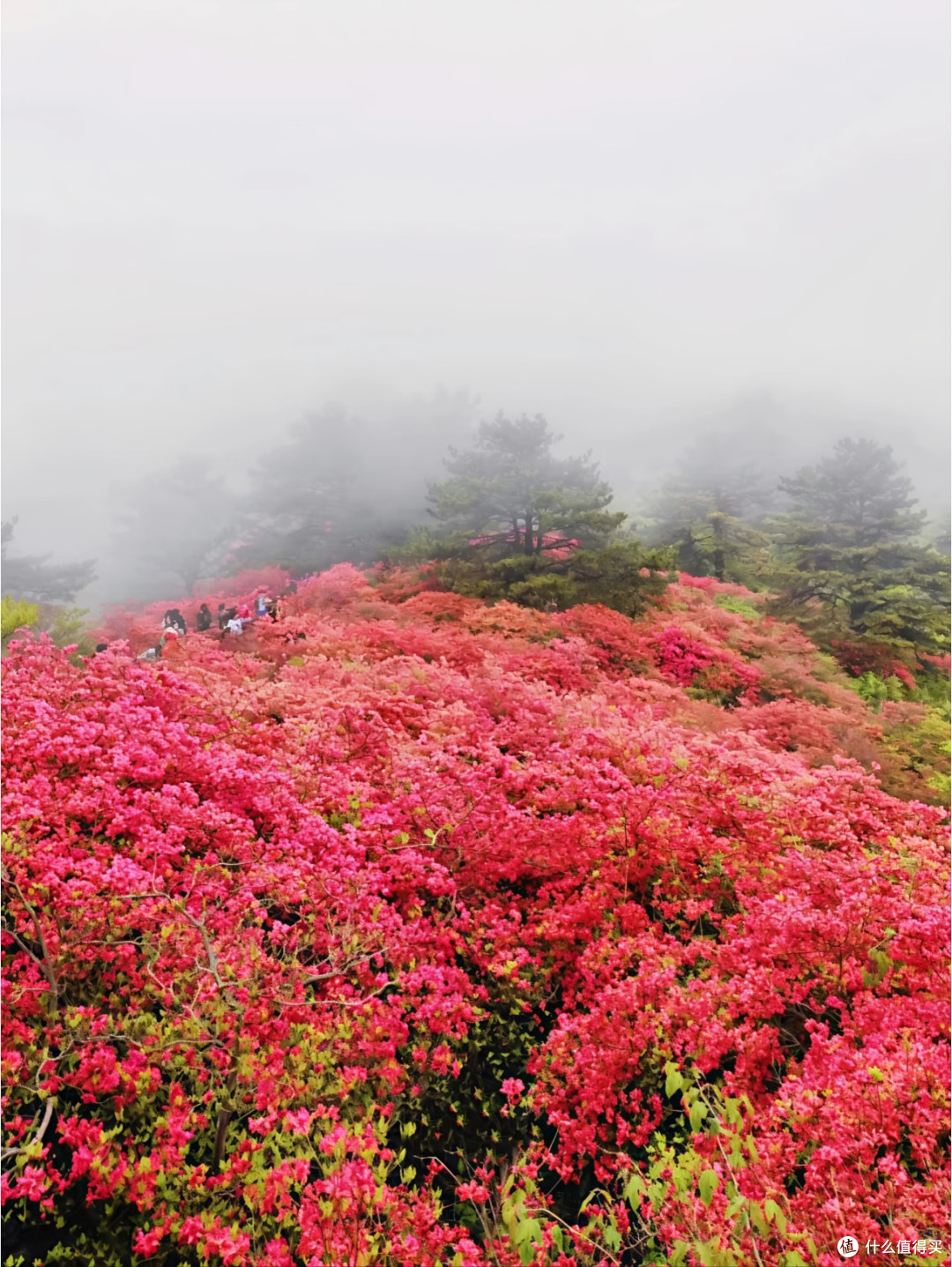 春日出游｜百里杜鹃，一眼沦陷的中国巨型花海