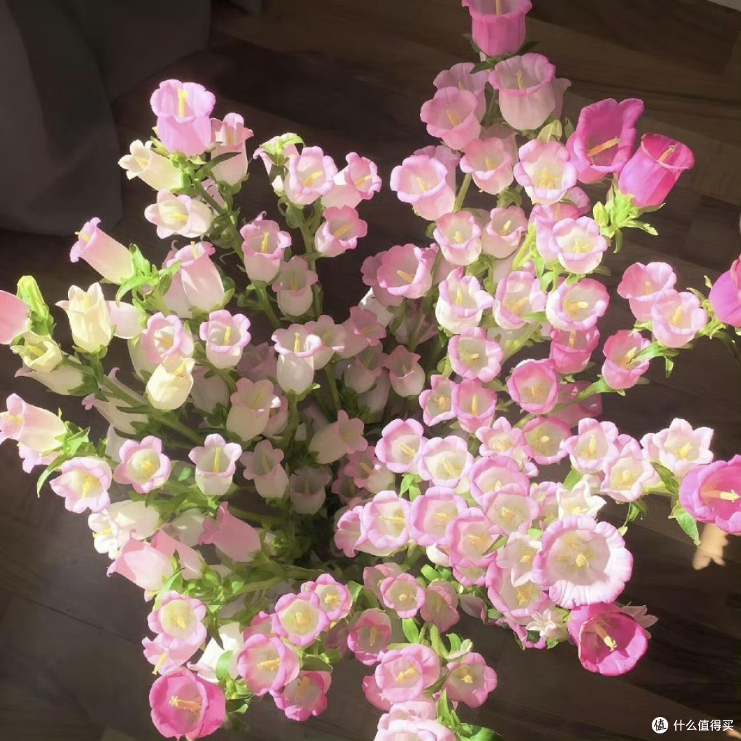 常春藤与龟背竹的耐阴特性