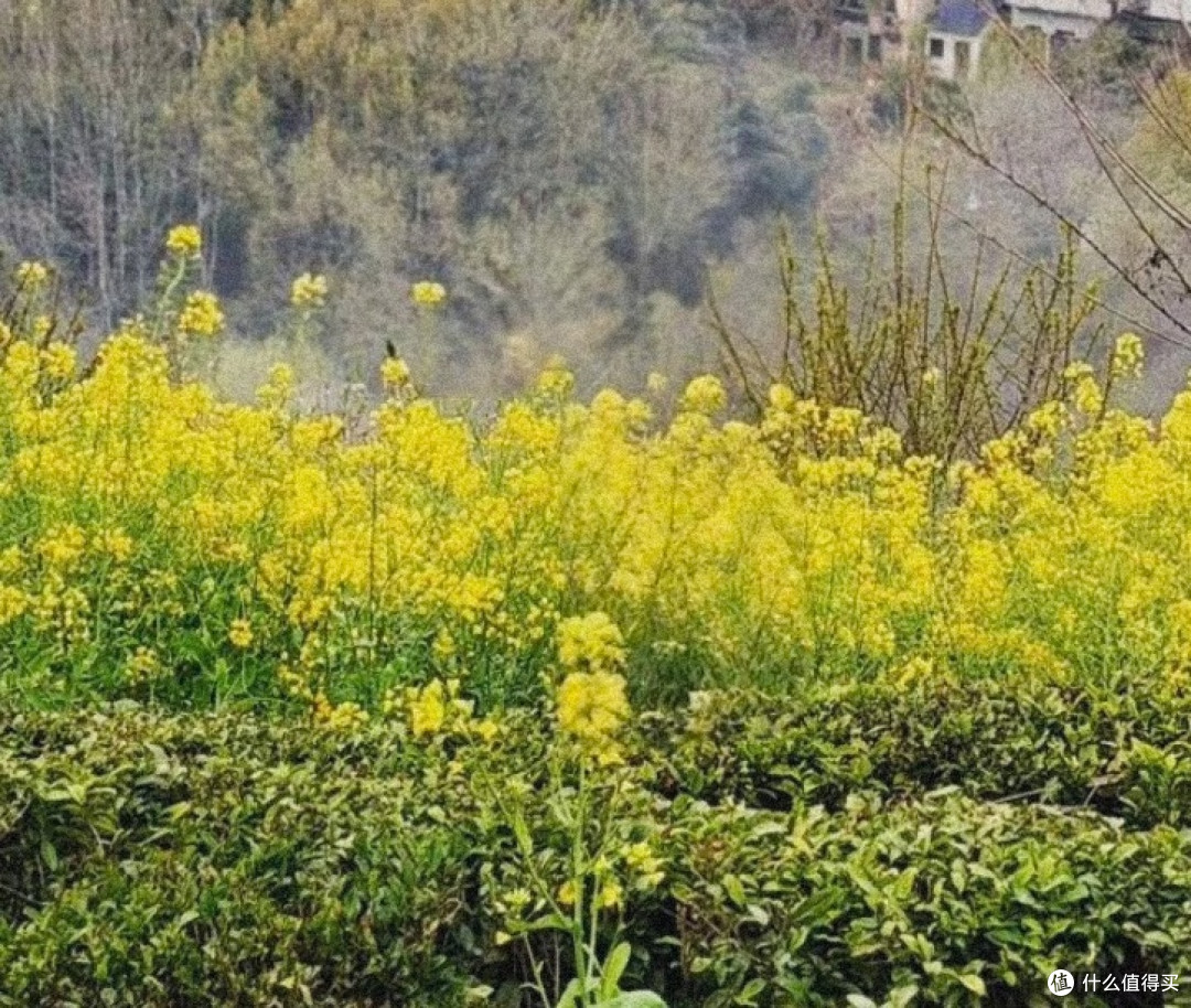 安徽石潭村春日出游终极攻略|云海油菜花秘境深度指南🌼