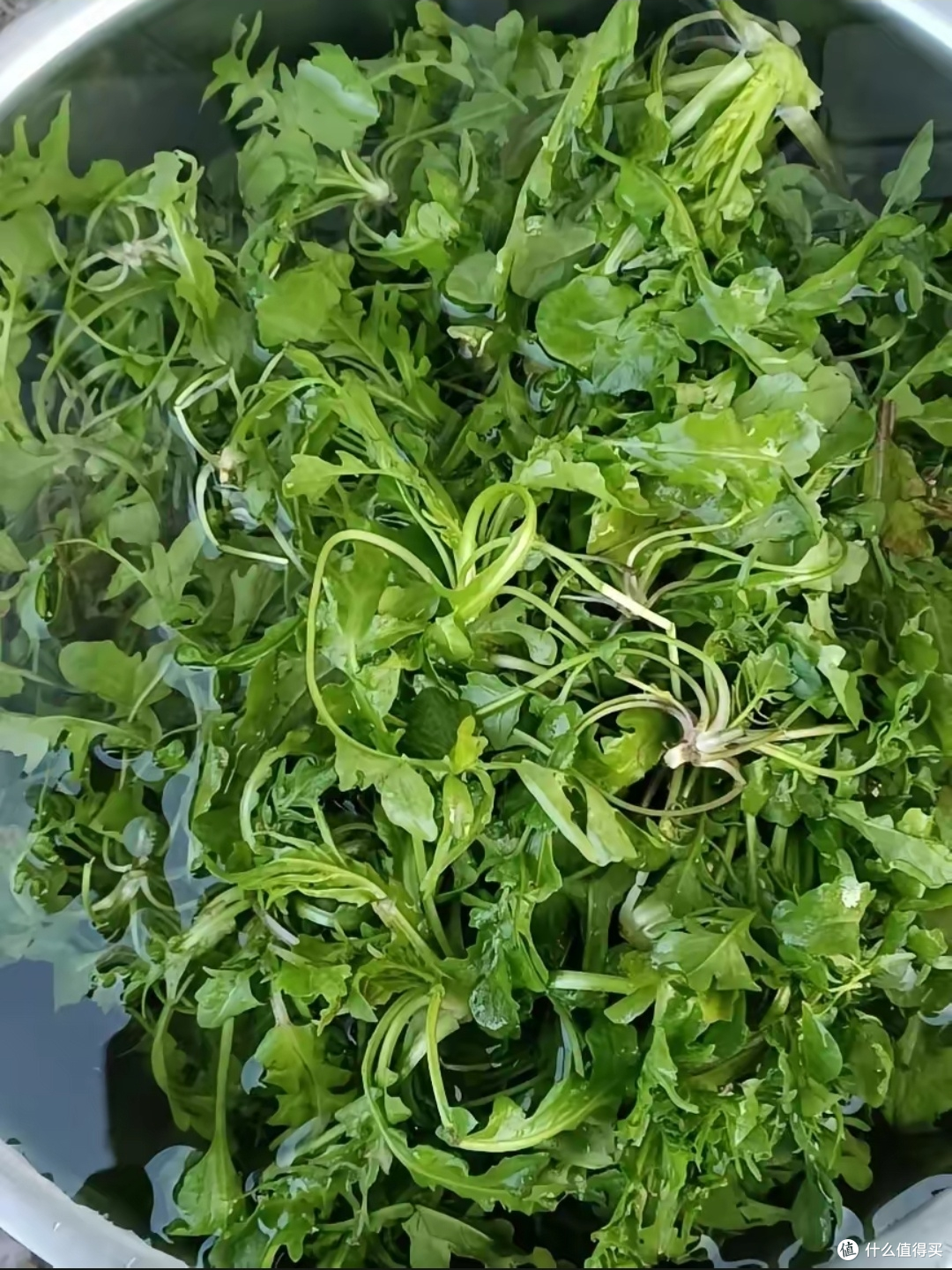 春季限定美食:荠菜猪肉饺