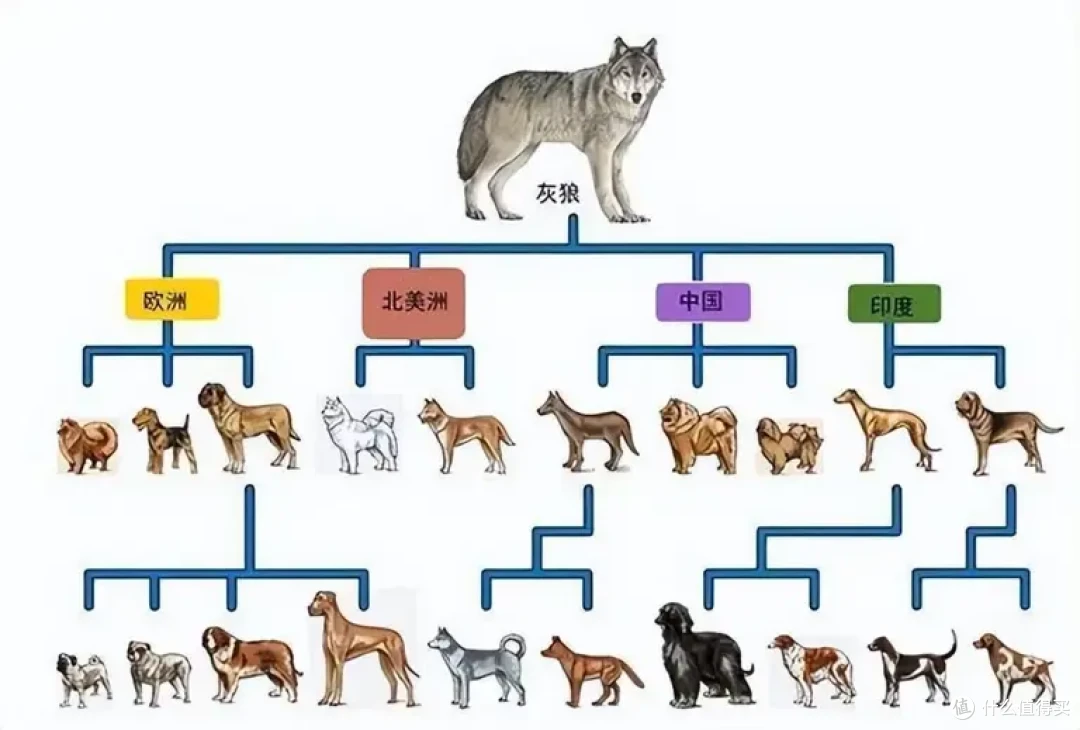 狼和狗究竟有没有生殖隔离?为什么? 狼和狗究为什么至今还没有发生生殖隔离?