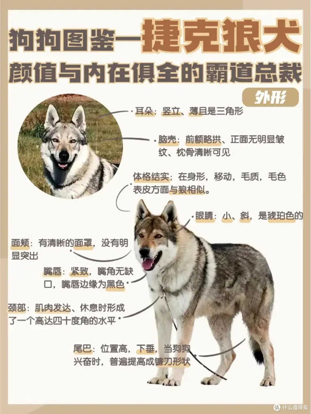 狼和狗究竟有没有生殖隔离?为什么? 狼和狗究为什么至今还没有发生生殖隔离?