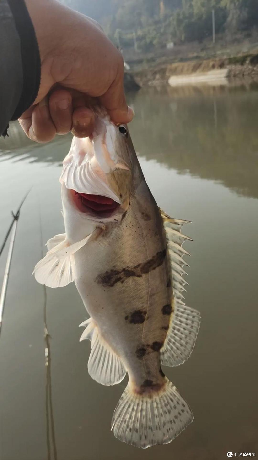 清明前后,3种 “开河鱼” 正肥!正是吃它们的最佳时节,别错过