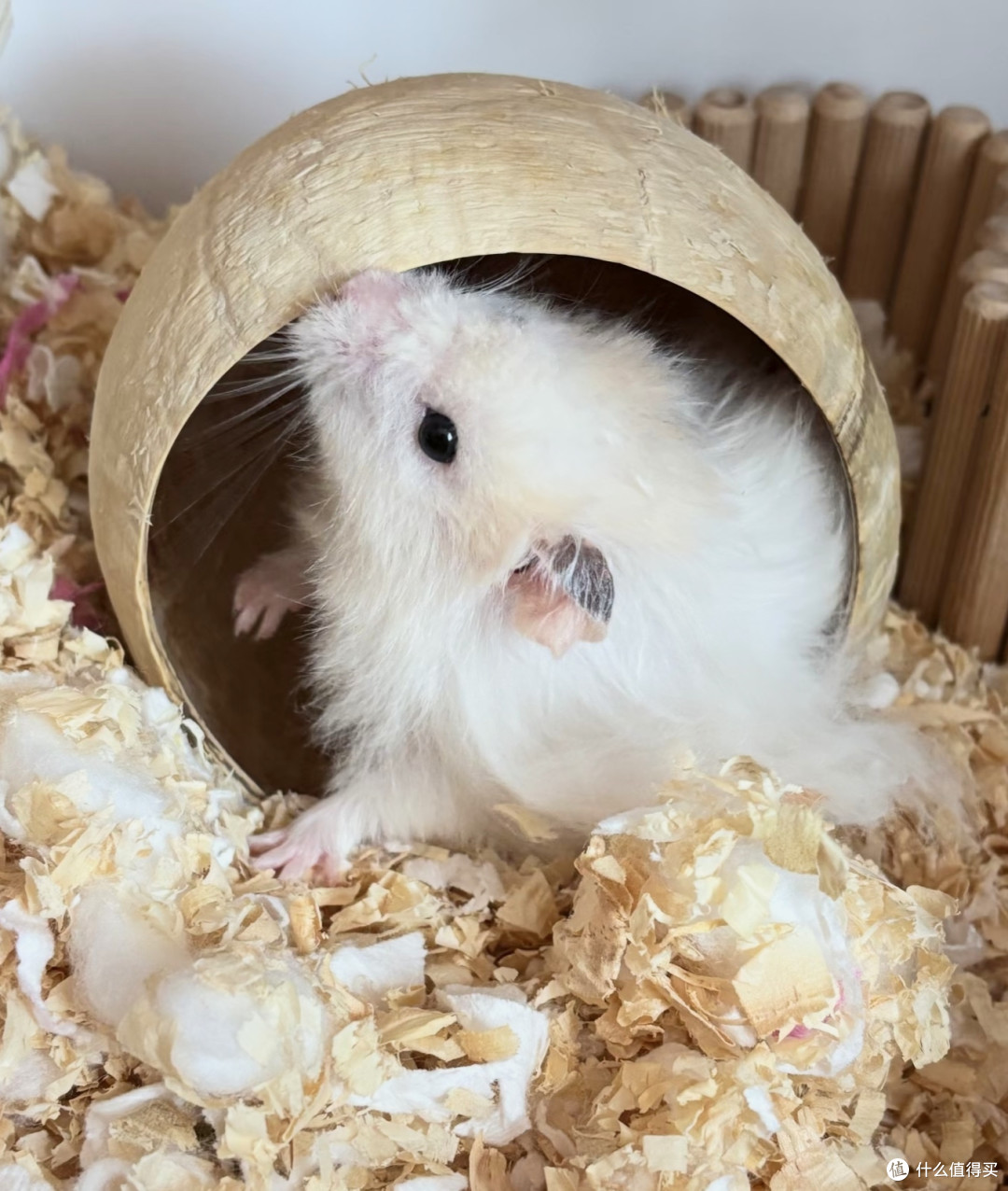 吃完的各种「壳」能干吗?天才们想出的妙用,给我看得下巴合不拢