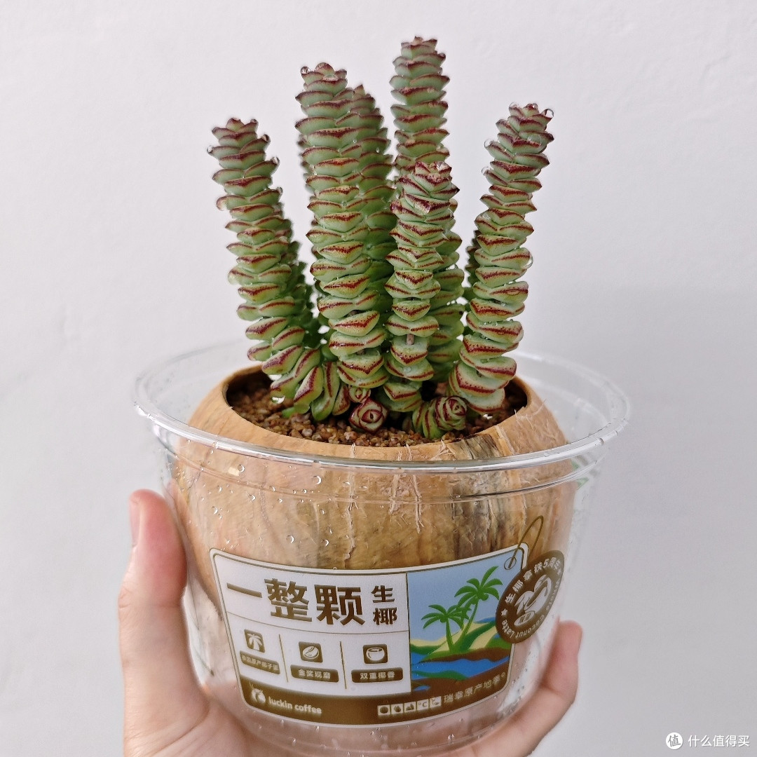 吃完的各种「壳」能干吗?天才们想出的妙用,给我看得下巴合不拢