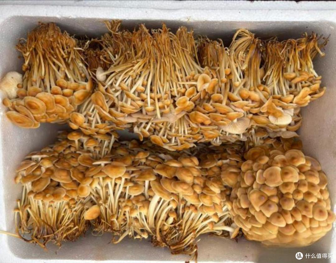 金针菇塞牙?科学家出手了,新品种脆度翻倍!网友表示:刚需~
