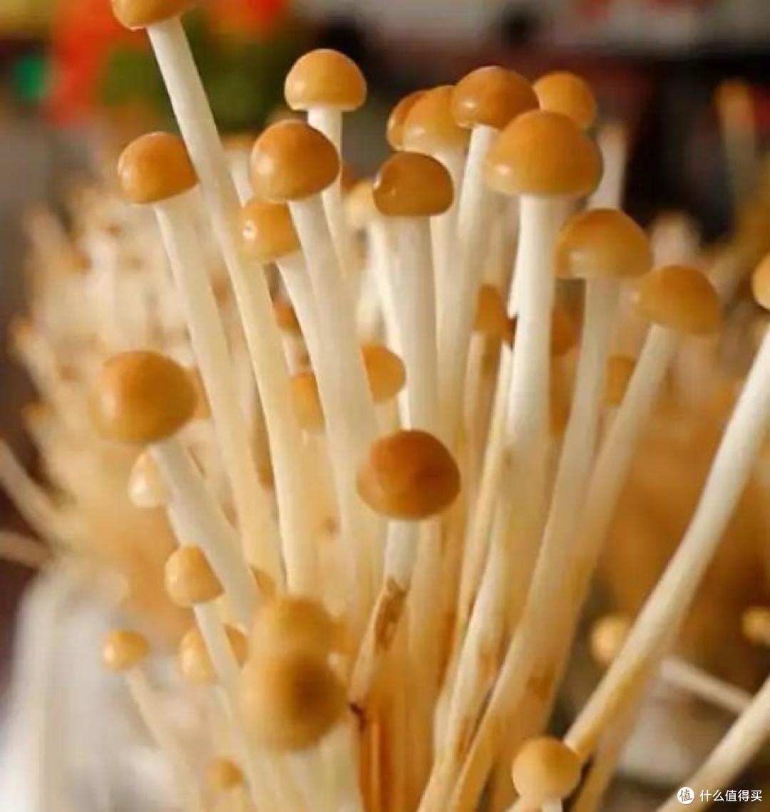 金针菇塞牙?科学家出手了,新品种脆度翻倍!网友表示:刚需~