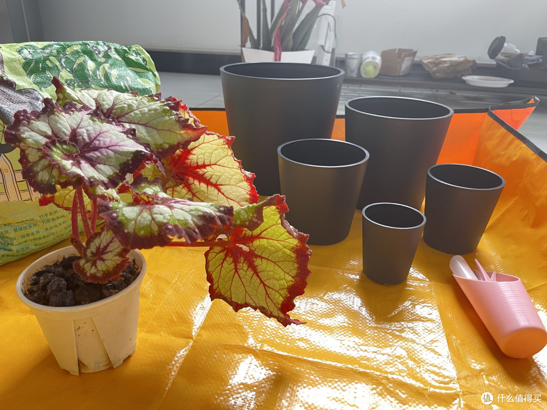 植物状态不好?那就给它换个盆!