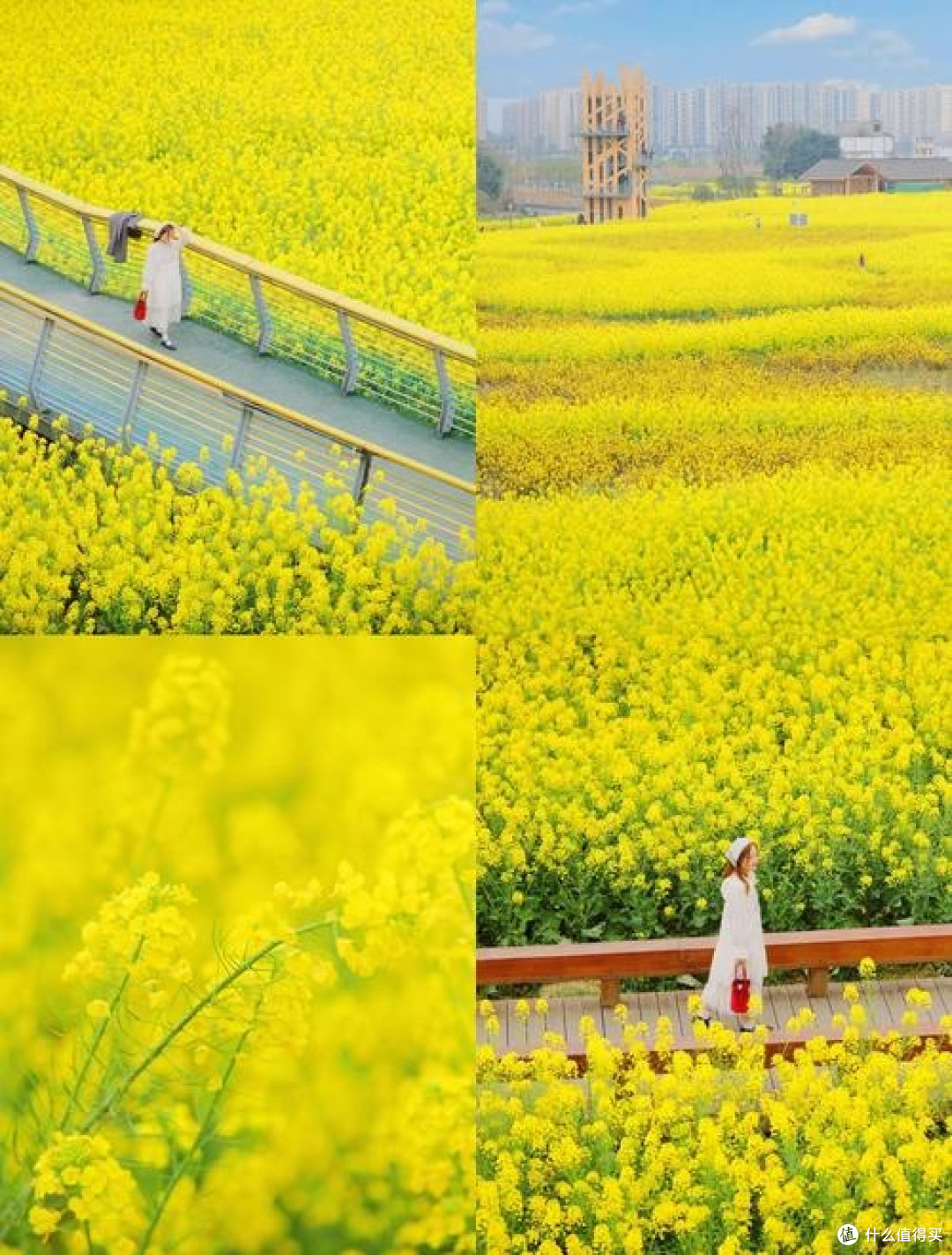 春日赏花摄影|留住花间美好,新手也能出片