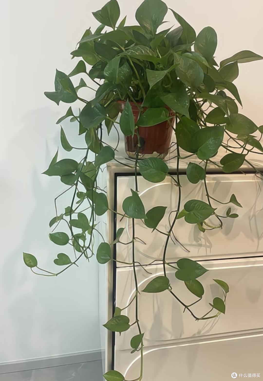 春日换季好物｜绿萝｜懒人必备净化小能手