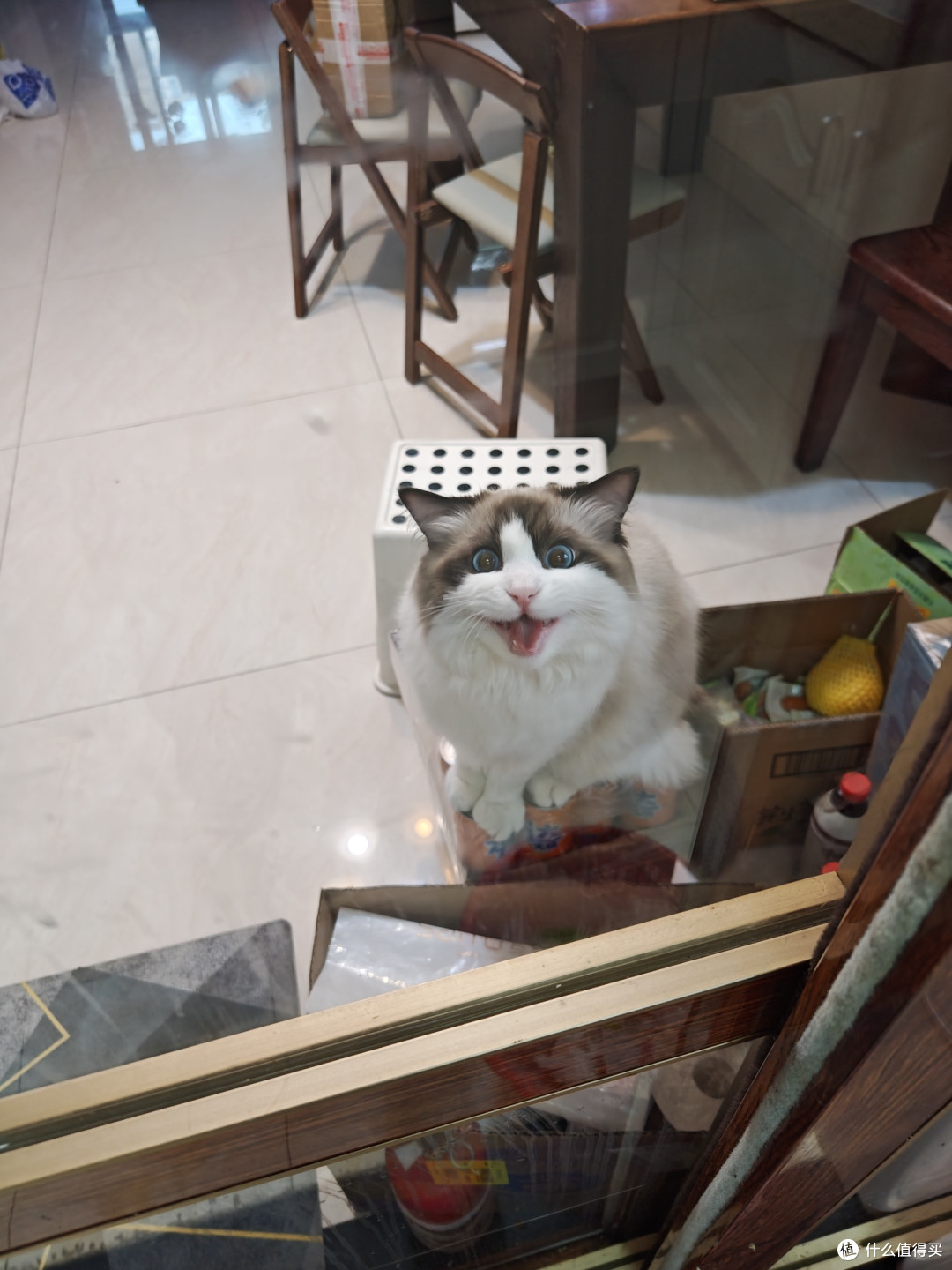 家里的死猫一直对着我叫