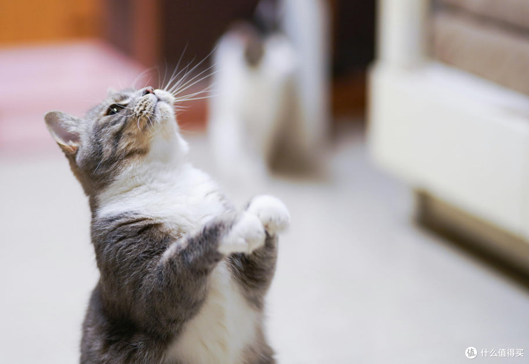 什么是全价猫粮、全期猫粮？世界十大顶级猫粮品牌宝藏单品推荐