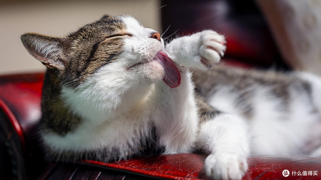 哪种猫粮比较好又不贵?盘点隐藏款宝藏猫粮排行榜前十名