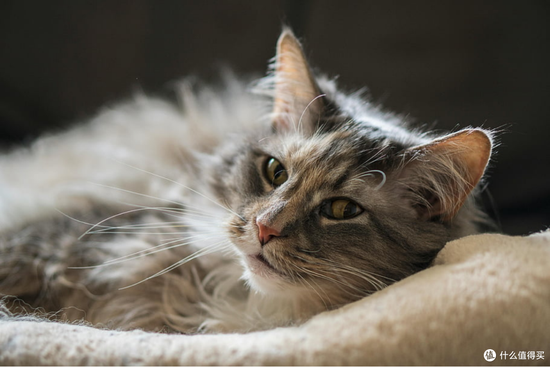 猫一天吃多少克猫粮更健康？2026年最科学的猫粮品牌实测推荐