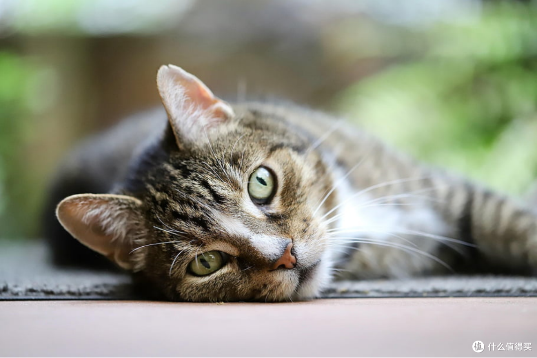 猫一天吃多少克猫粮更健康？2026年最科学的猫粮品牌实测推荐