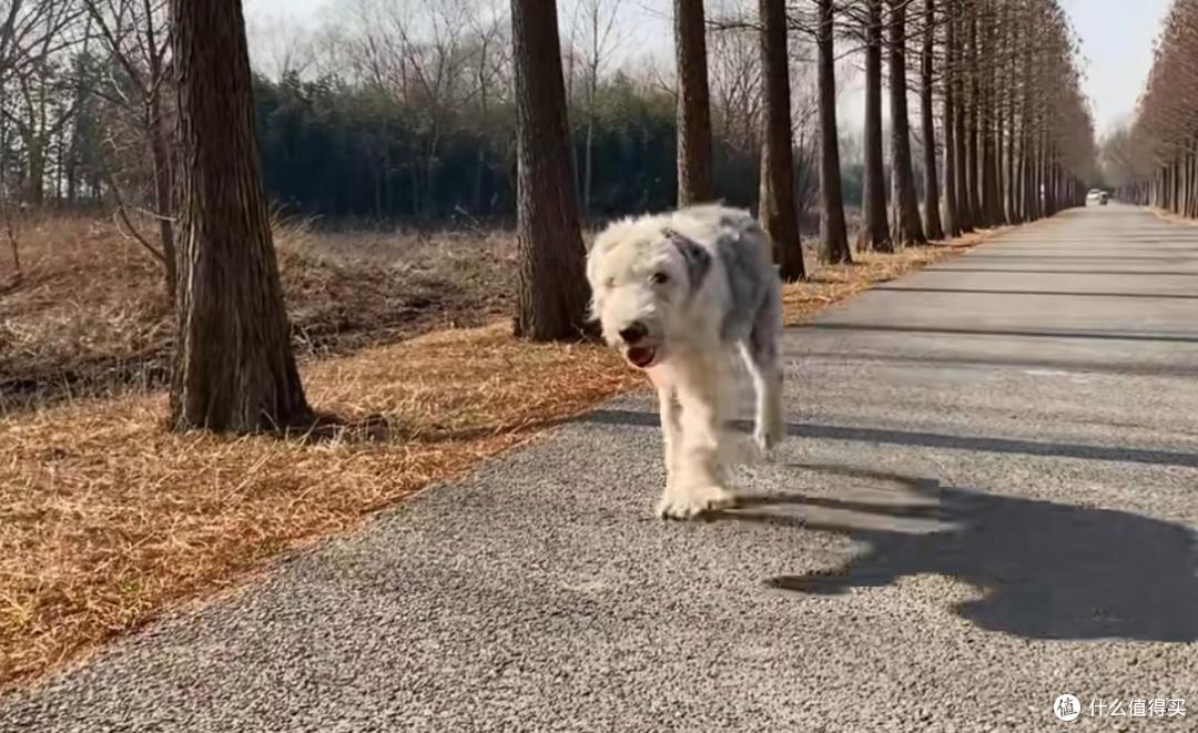 替主人看家护院的忠犬,却没有基本的食物供给,原因让人唏嘘不已