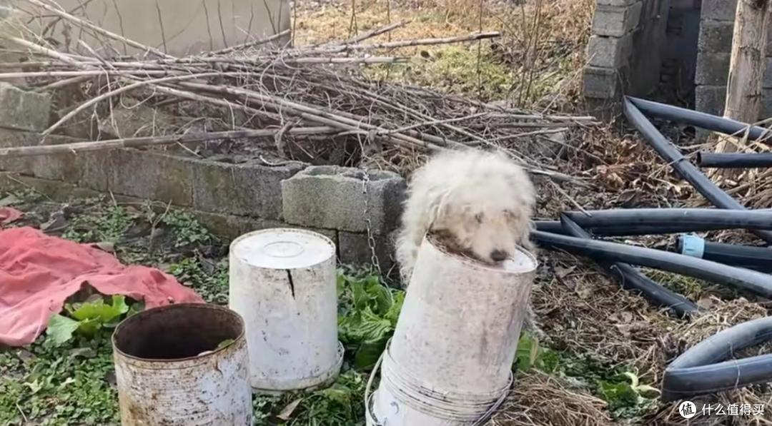 替主人看家护院的忠犬,却没有基本的食物供给,原因让人唏嘘不已