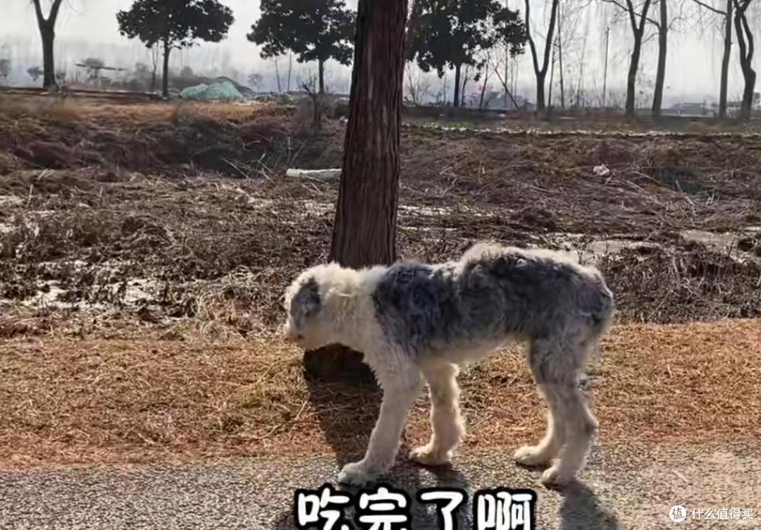 替主人看家护院的忠犬,却没有基本的食物供给,原因让人唏嘘不已