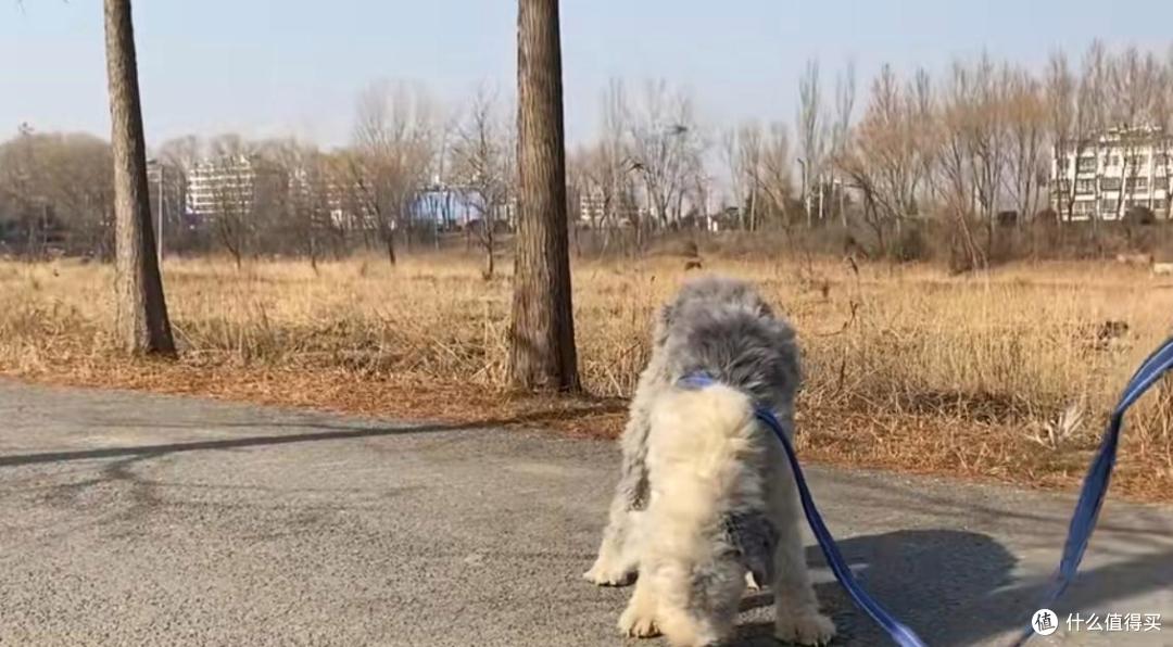 替主人看家护院的忠犬,却没有基本的食物供给,原因让人唏嘘不已